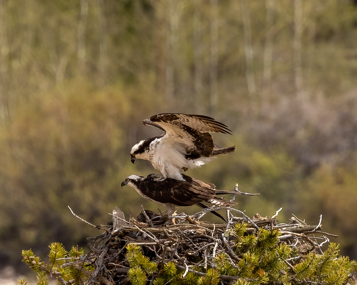UntamedAperture's tweet photo. It's spring mating season in the Rockies! I got this #Osprey pair just outside #RMNP last weekend. #BirdsOfPrey https://t.co/cWY8OJM5Hj