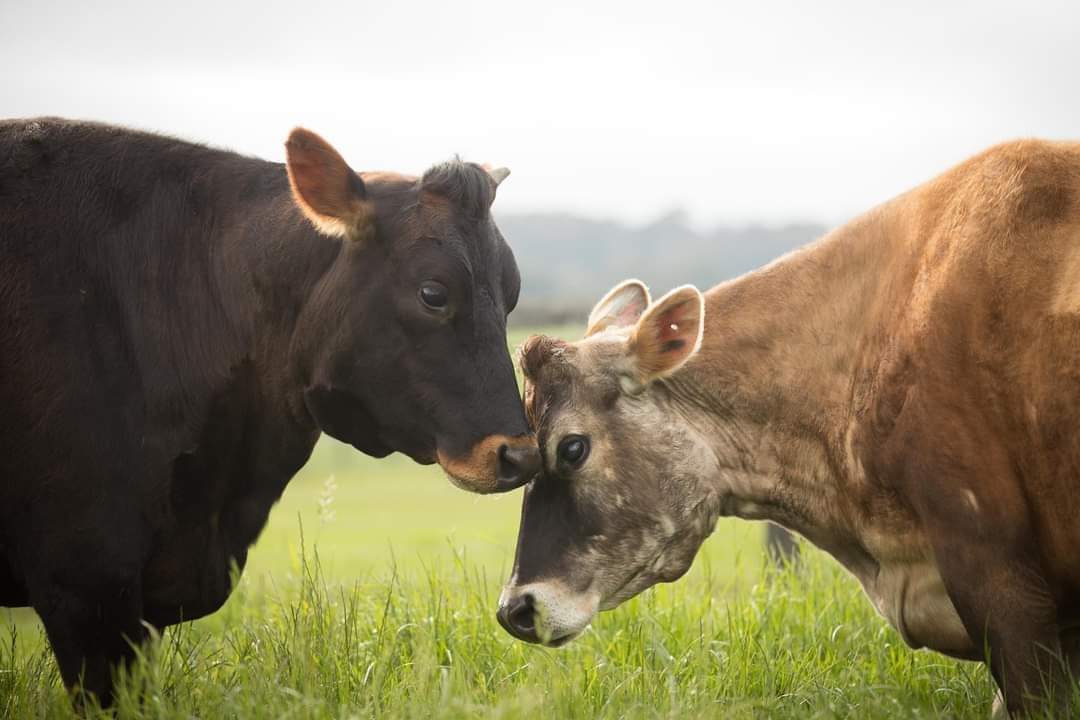 Clarabelle the cow was rescued from a dairy farm. So distraught from having her babies taken away from her, she gave birth in secret and hid her baby in a patch of grass. Clarabelle and her baby, now live a happy life together at Australian farm sanctuary, Edgar's Mission🙏🏻🧡🐮🐄