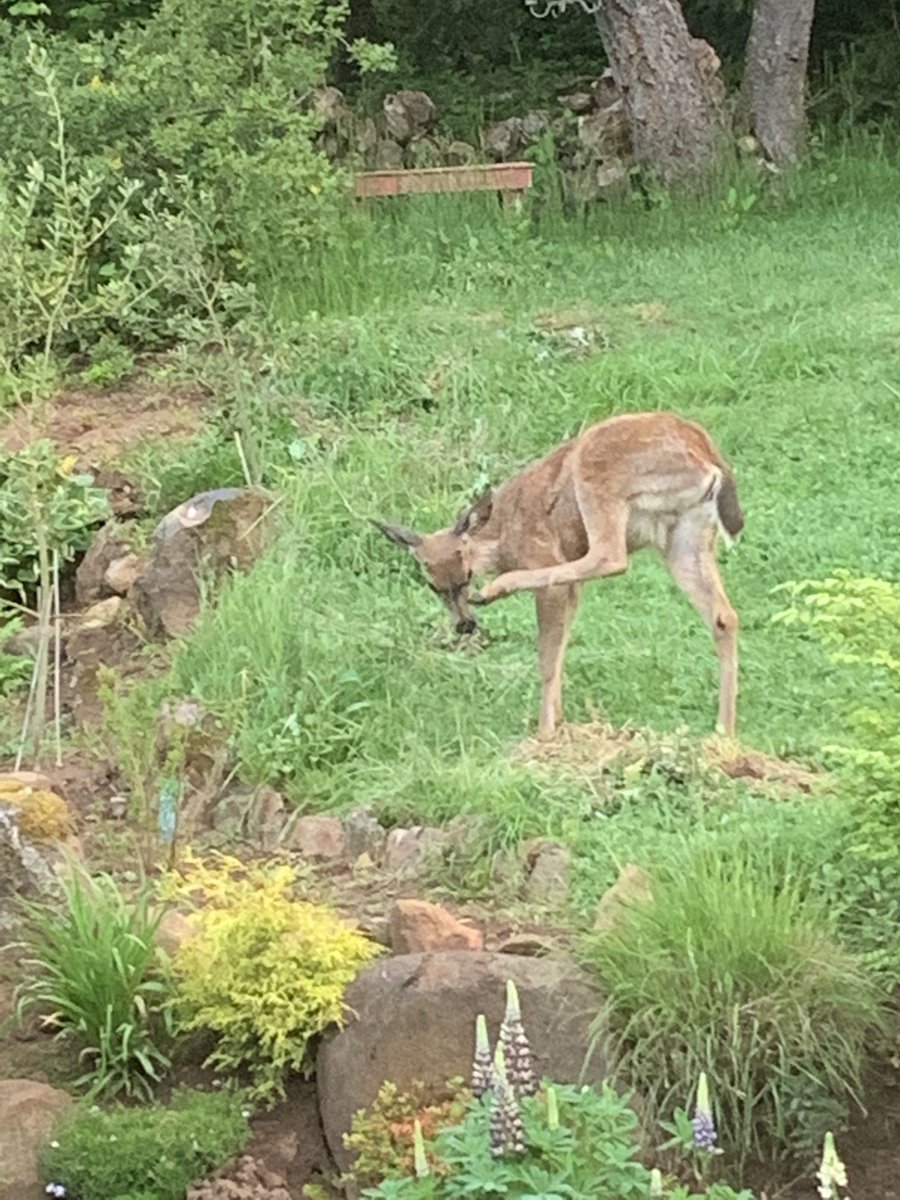 NancyPettit's tweet photo. Evidently the garden visitor needs a flea collar… #inmygarden #fromthekitchenwindow https://t.co/Q8y6I7D8LZ