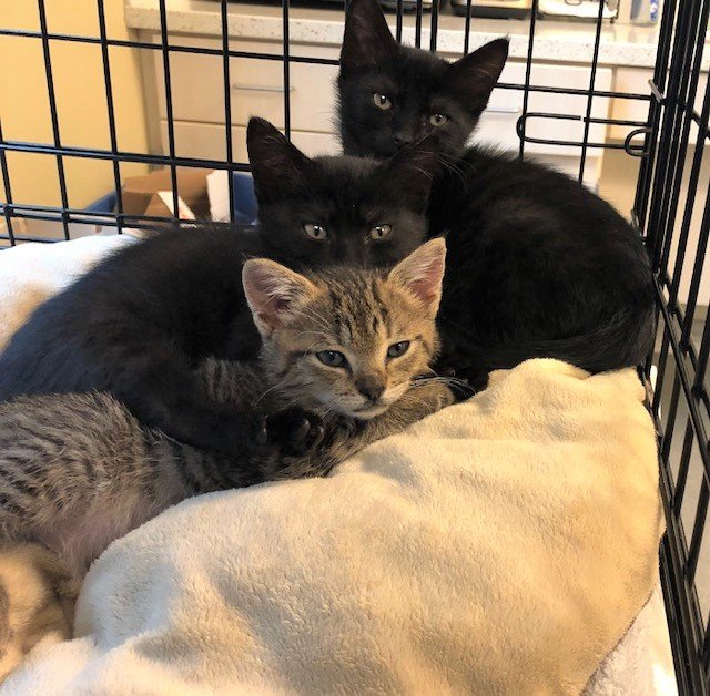 PMSPCA's tweet photo. We have a few items we are in need of from our Wish List: wet canned kitten food, dog calming treats, 33 gallon trash bags & cat calming diffusers.
Any and all donations are greatly appreciated! ππ
View our full wish list: https://t.co/UtP0iYBhPx
#helpingpetsinneed #pmspca https://t.co/t3yWN4Bf3G