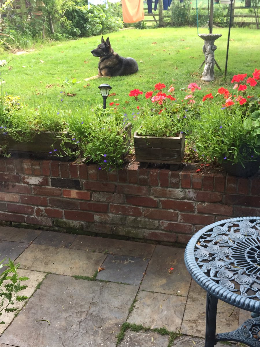 RPD_Axel's tweet photo. Axel relaxing and enjoying some pre-Jubilee me time in the garden. https://t.co/YZbfarglyo