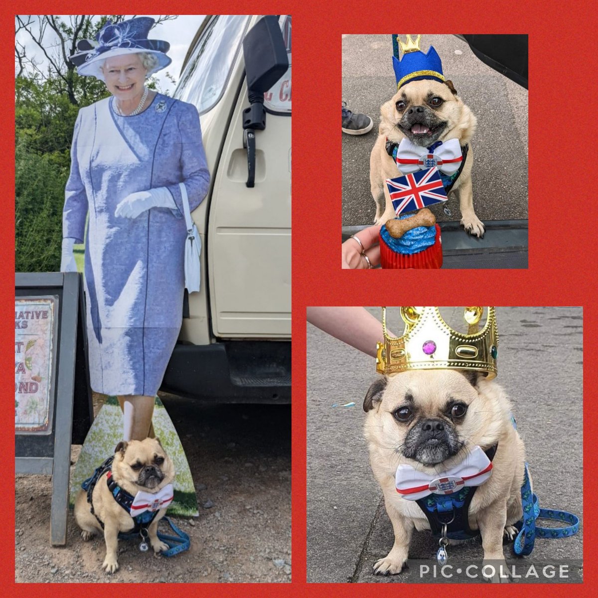 EYFS nursery Miss McKenna's dog Gizmo is enjoying the Jubilee celebrations! 
Don't forget to upload your celebration photos to tapestry. 

EYFS Team 💕 #JubileeCelebration #Tapestry #HalfTermFun #70Years #TheQueen