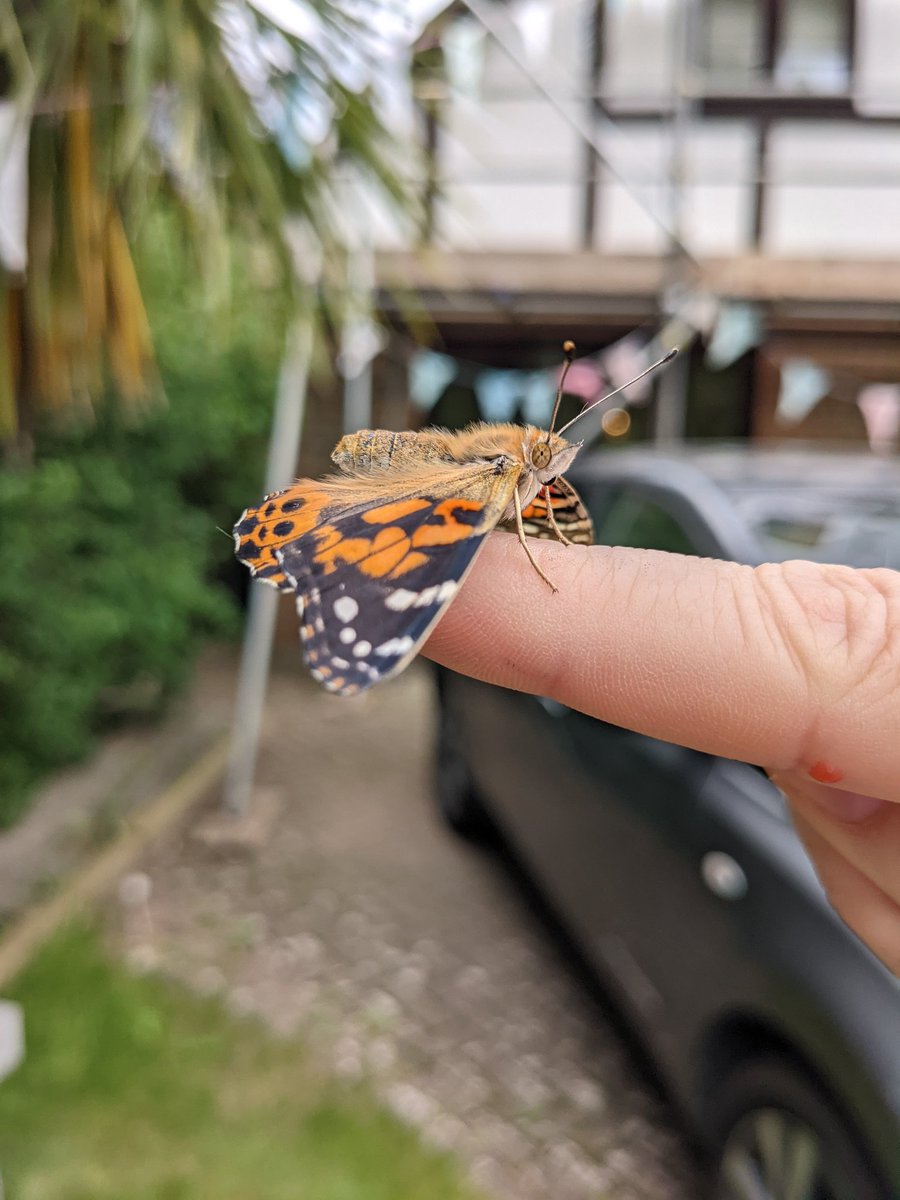 TheEVFamily1's tweet photo. Butterfly release day 🦋 #butterfly https://t.co/ZK5LsysNC2