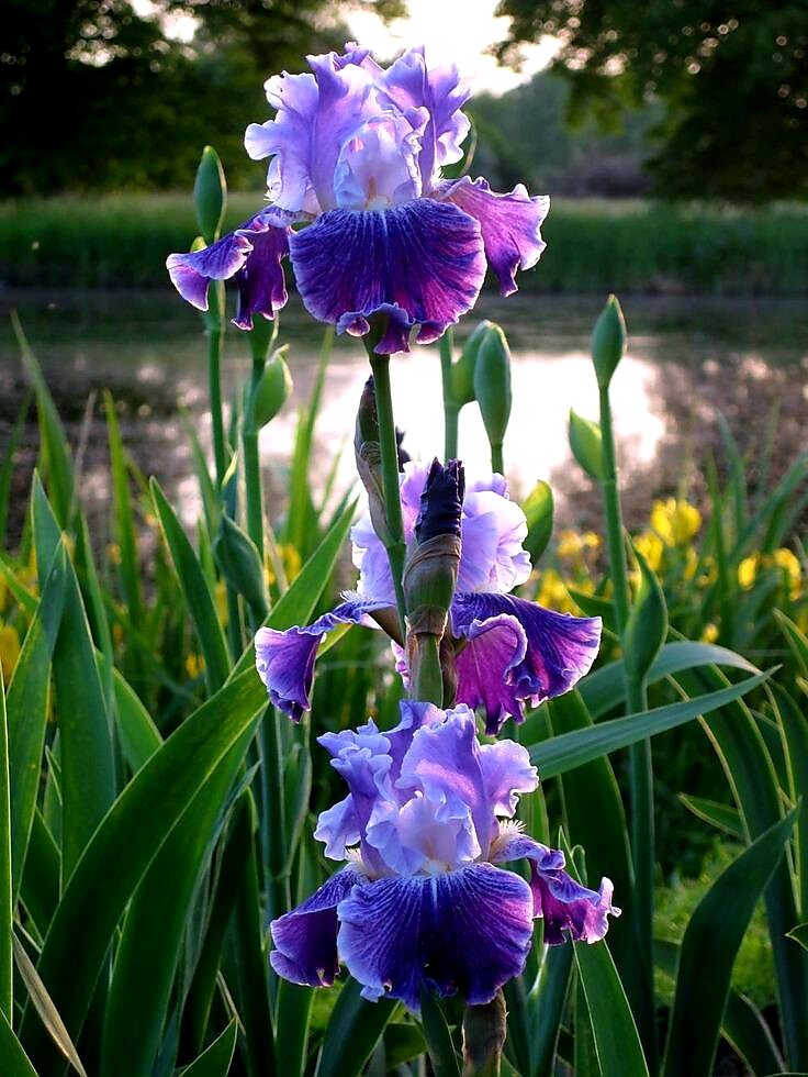 The flower had never a to-do list, not one day of her life. She just pointed her whole life toward the light. The rest took care of itself.