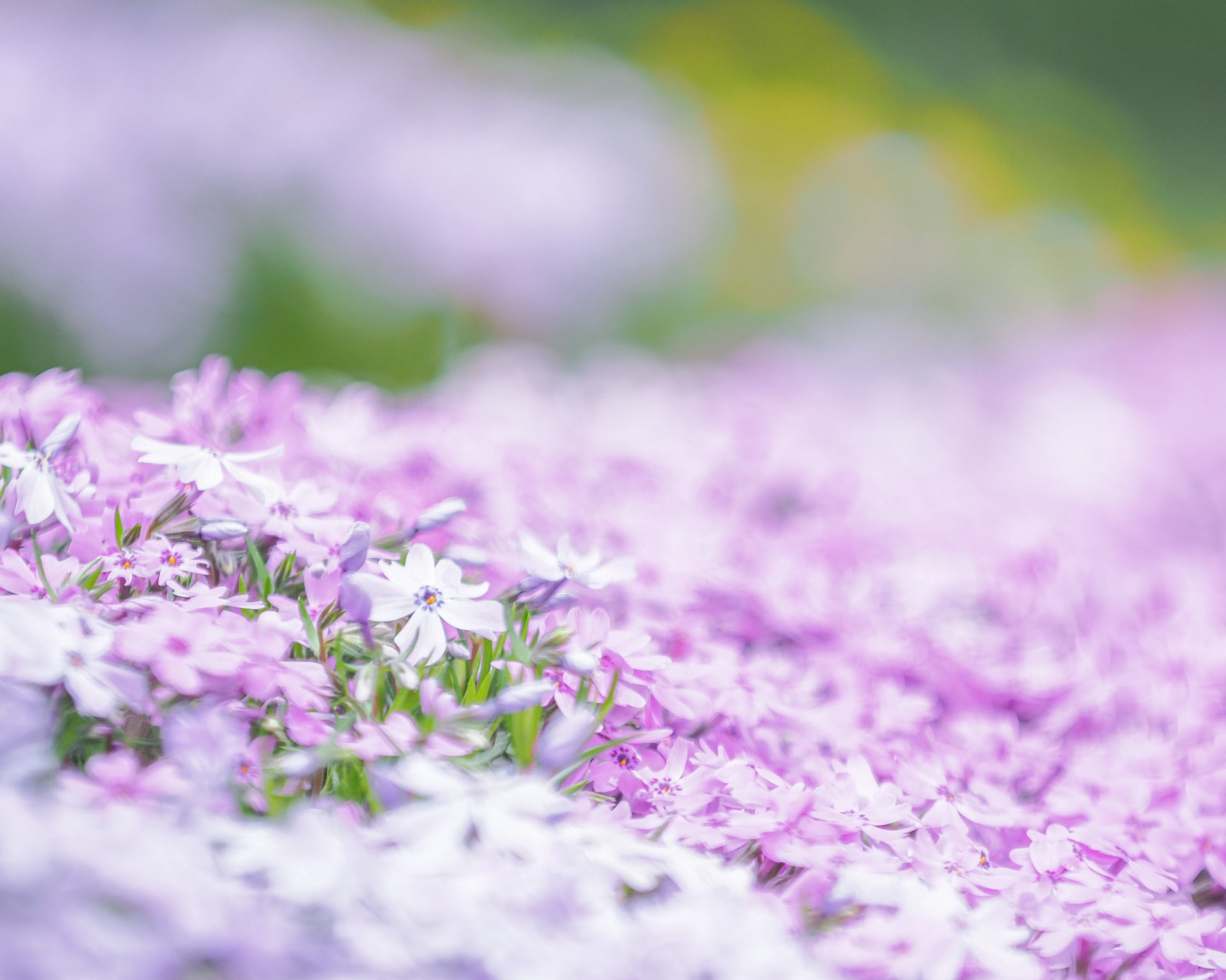 Cappuccy 芝桜 22 4 17撮影 キリトリセカイ Photography シバザクラ 写真で伝えたい私の世界 ファインダー越しの私の世界 写真好きな人と繋がりたい T Co 4mrwluzakp Twitter