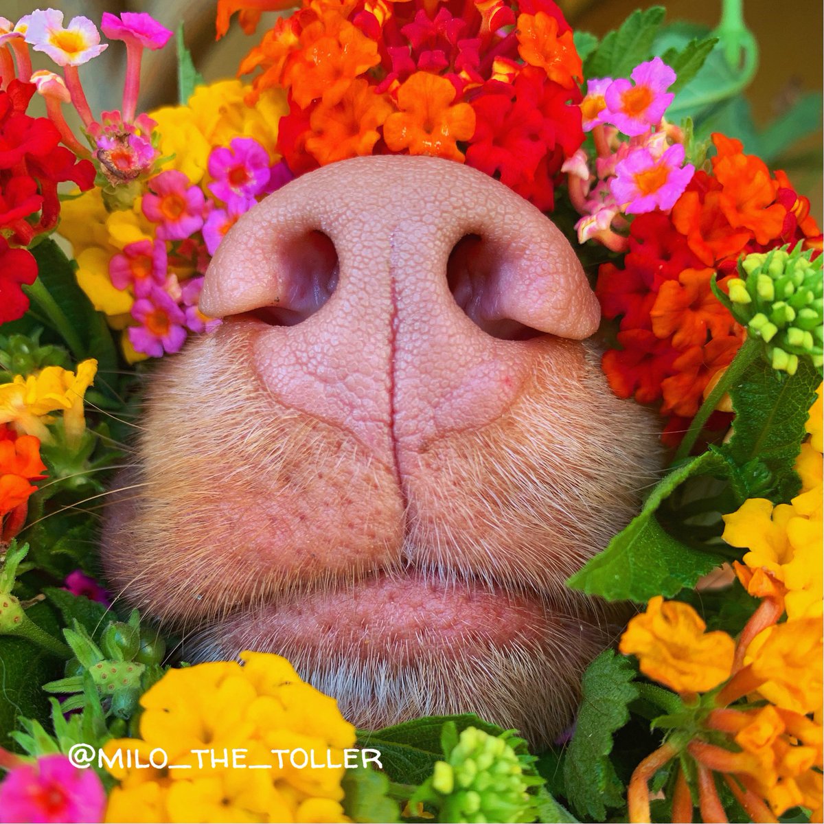Here’s a rainbow for you! #pride #PrideMonth #dogsoftwitter #Pride2022 #flowers #rainbow