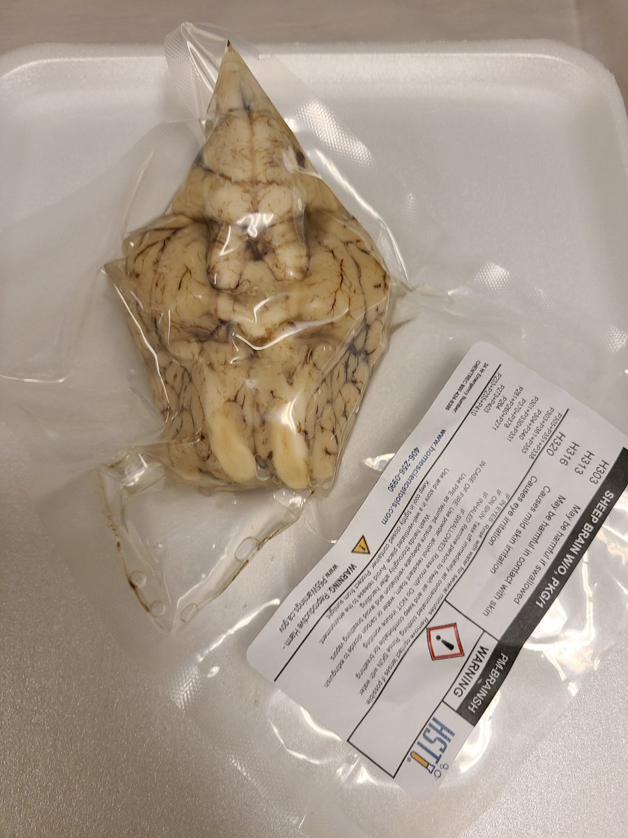 ClayBro883's tweet photo. Sheep brain and fossils to start off STEM day! https://t.co/TzPxA80fid