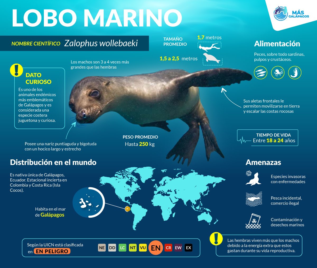 Mas_Galapagos's tweet photo. ¿Qué sabes sobre el #LoboMarino?
 
En está #infografía de #MasGalapagos te contamos los datos más relevantes de esta especie endémica que habita en las Reservas Marinas de #Galapagos

¡Conocer es proteger! 👇🏼 

#MasReservaMasVida https://t.co/CLp2uQr5dJ