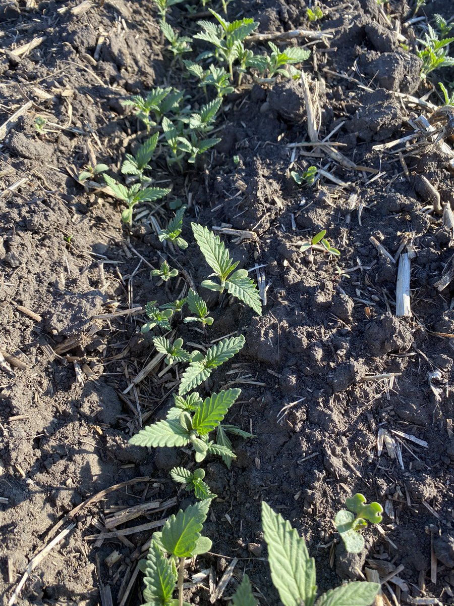 Beauty crop coming up West of Morinville #abhemp #CRHC <a href="/CanRockiesHemp/">Canadian Rockies Hemp Corporation</a>