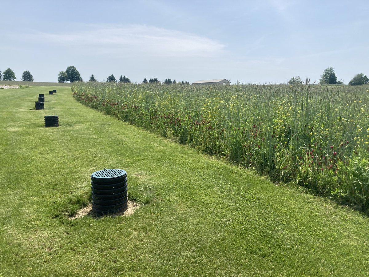HuronSoilCrop's tweet photo. A posy picked, but the real benefits come in terms of water quality and this year’s crop. Beans are being planted into this standing cover crop. Come check it out #Huronview #covercrops https://t.co/nYnD0yZNOE