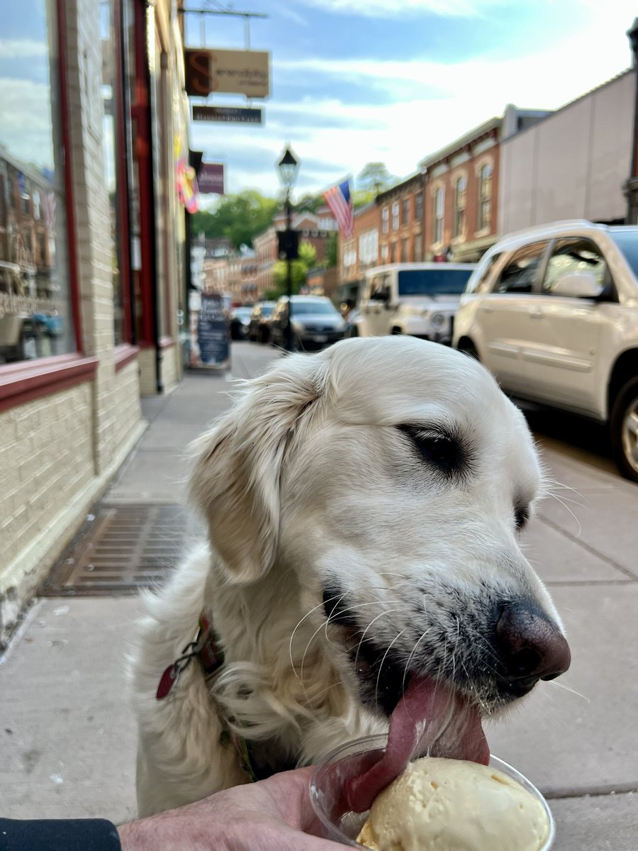 Layla the Dog tweet media