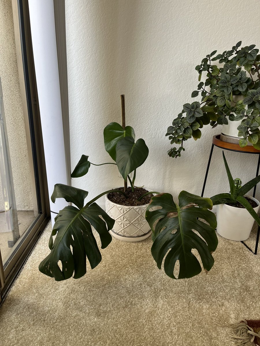 LuEMLawrence's tweet photo. Come chat with me and my thriving rescued monstera plant next week in some exciting @isls2022 sessions! A 🧵 of sessions! (Disclaimer: monstera will not be present in zoom calls… I know y’all were curious. Although plant convos are highly encouraged🪴) #plantsofisls #ISLS2022 https://t.co/HFDvbU69fj