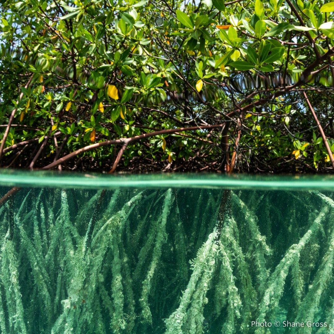 Ocean Wealth tweet media