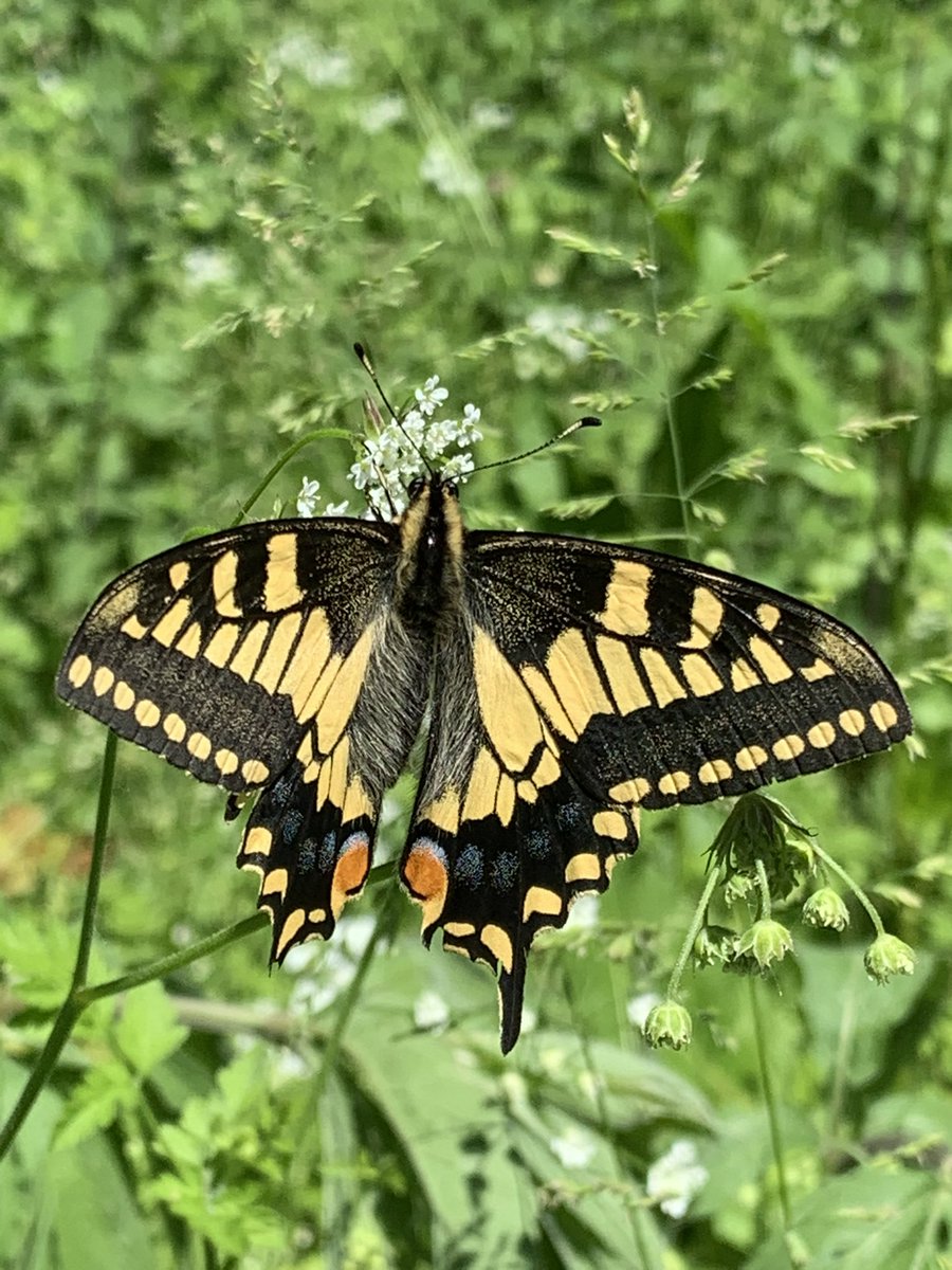 pollylizzy's tweet image. @BBCSpringwatch Enjoying Springwatch this year. As it is now Swallowtail season here in Norfolk, wondered whether you would be having a feature on the UK’s largest butterfly as you are in the area?