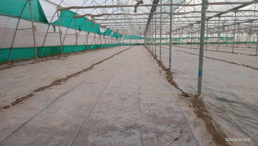 PCVerma12345's tweet photo. Rivulis customers guided to use natural resources #solarization to control soil borne pests and diseases specially #rootknotnematode, the way to reduce cost of cultivation and no doubt #GrowBeyond #RivulisIndia #Rivulis #PMKSY #greenhouse #Horticulture https://t.co/GHusFSPLzb