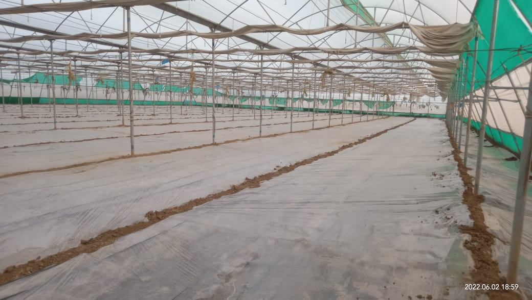 PCVerma12345's tweet photo. Rivulis customers guided to use natural resources #solarization to control soil borne pests and diseases specially #rootknotnematode, the way to reduce cost of cultivation and no doubt #GrowBeyond #RivulisIndia #Rivulis #PMKSY #greenhouse #Horticulture https://t.co/GHusFSPLzb