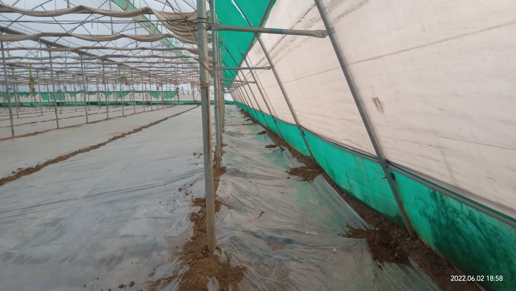 PCVerma12345's tweet photo. Rivulis customers guided to use natural resources #solarization to control soil borne pests and diseases specially #rootknotnematode, the way to reduce cost of cultivation and no doubt #GrowBeyond #RivulisIndia #Rivulis #PMKSY #greenhouse #Horticulture https://t.co/GHusFSPLzb