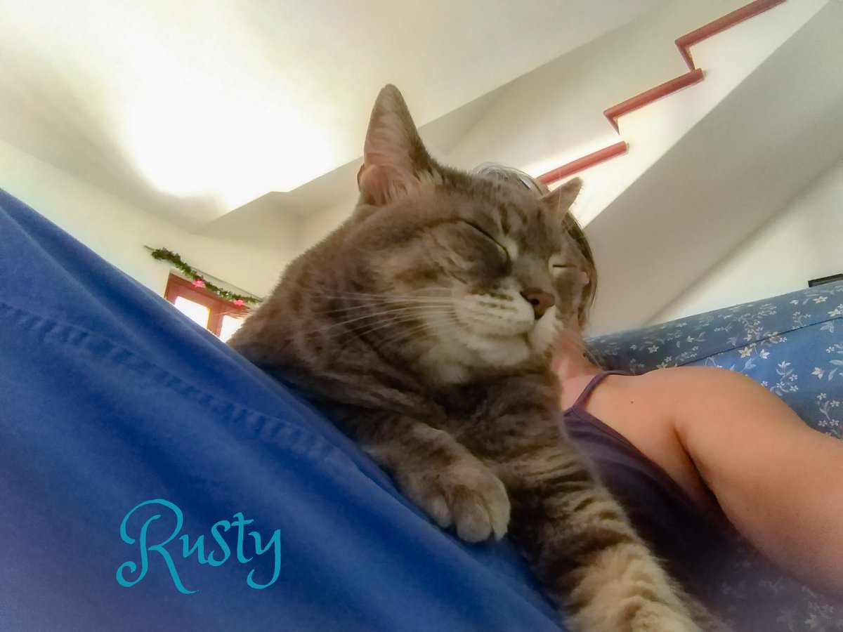 stregatte's tweet photo. Poiché ho osato trascorrere una mezz'ora fuori con i #cagnacci, Rusty deve ribadire la sua proprietà su di me.
#gattacce https://t.co/hwcemh90cP