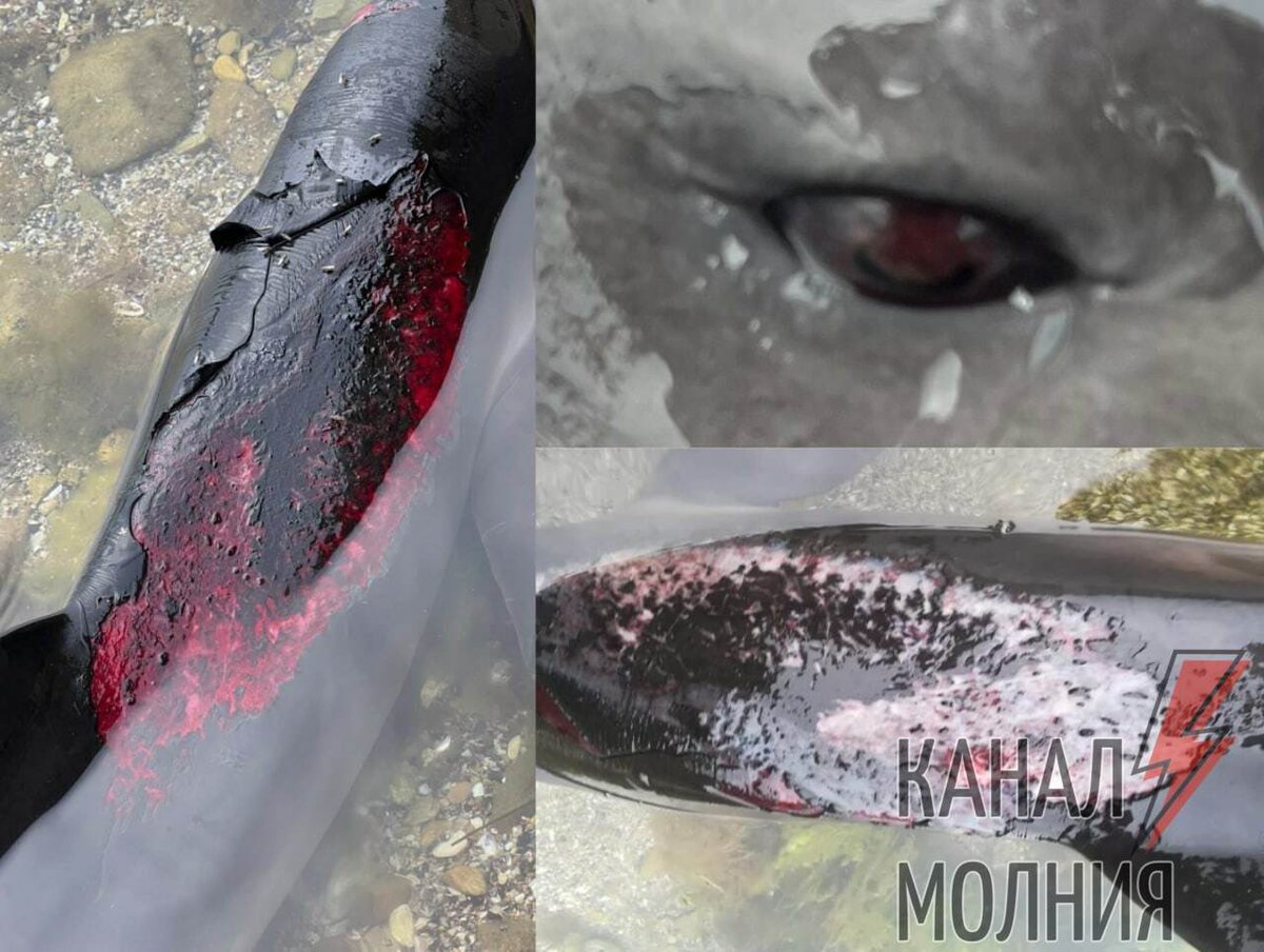 blyskavka_ua's tweet photo. ⚡️Several thousand dolphins died in the Black Sea.

 According to the ecologist, Ivan Rusev, one of the leaders of the "Tuzlovsky Limany" nature reserve, wounded or dead animals are brought by the current to the coast of Bulgaria, Romania, Turkey and the coast of Ukraine. https://t.co/ERsytzd48L