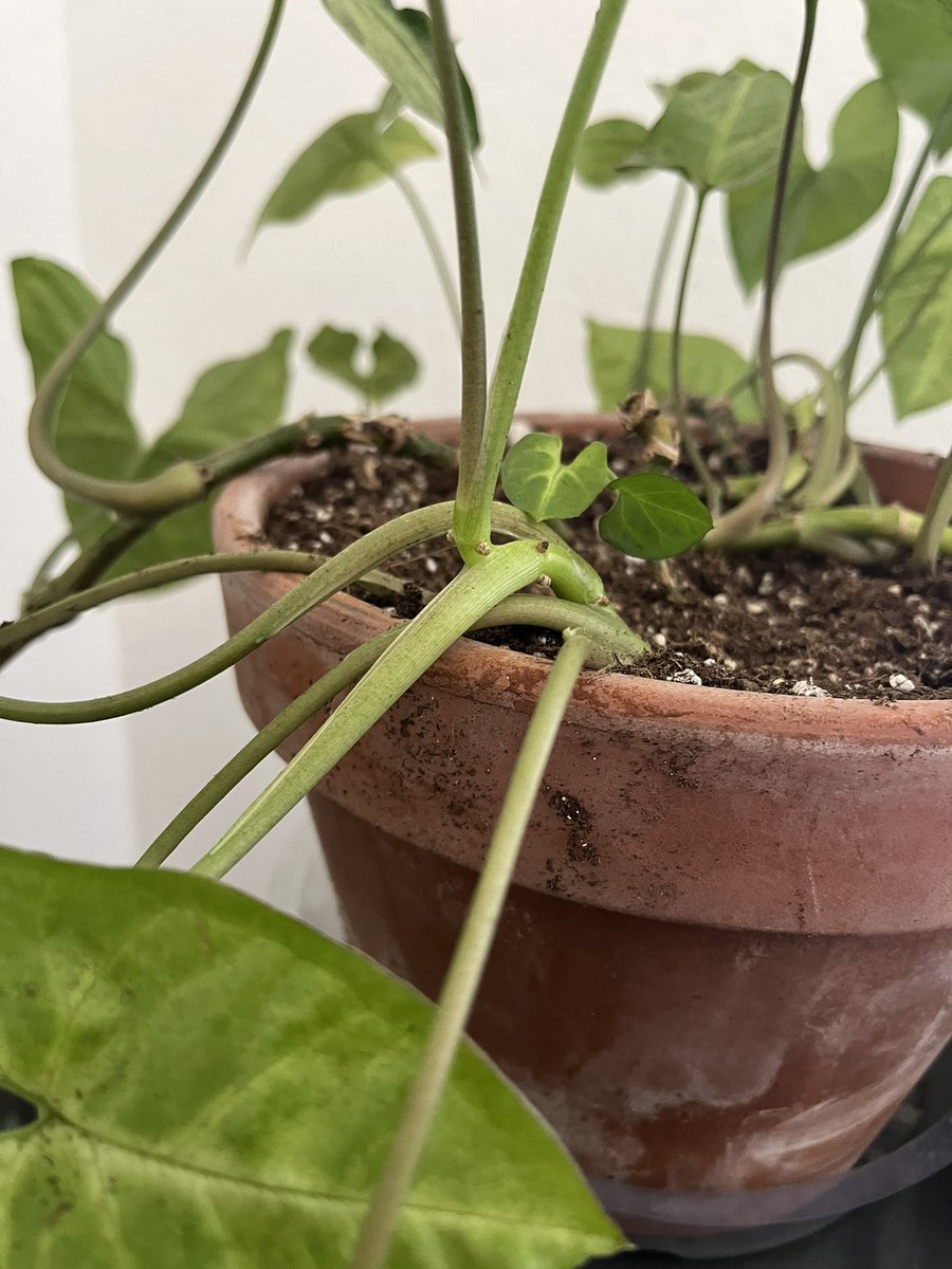 LuEMLawrence's tweet photo. If you’re at #ISLS2022 or not, reach out to chat all things RPP, co-design, equity, collaboration, & ed tech! (Baking, pets, and plants are also cool 🪴🐶🥐) Please admire my arrowhead plants new baby leaves as I try to fight the urge to spam #plantsofISLS 👀 https://t.co/7P3r8VWlhD