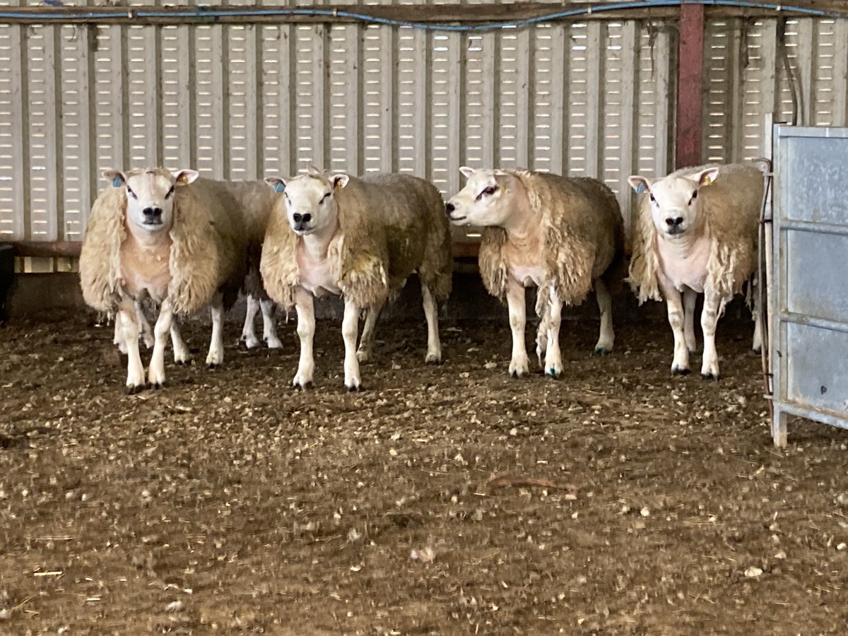 OwenSolbury's tweet photo. Tups under cover ready for shearing tomorrow. Judging by the necks the wool should fly off. ✂️ #sheep365 #addtexeladdvalue https://t.co/iy7FSkufMV