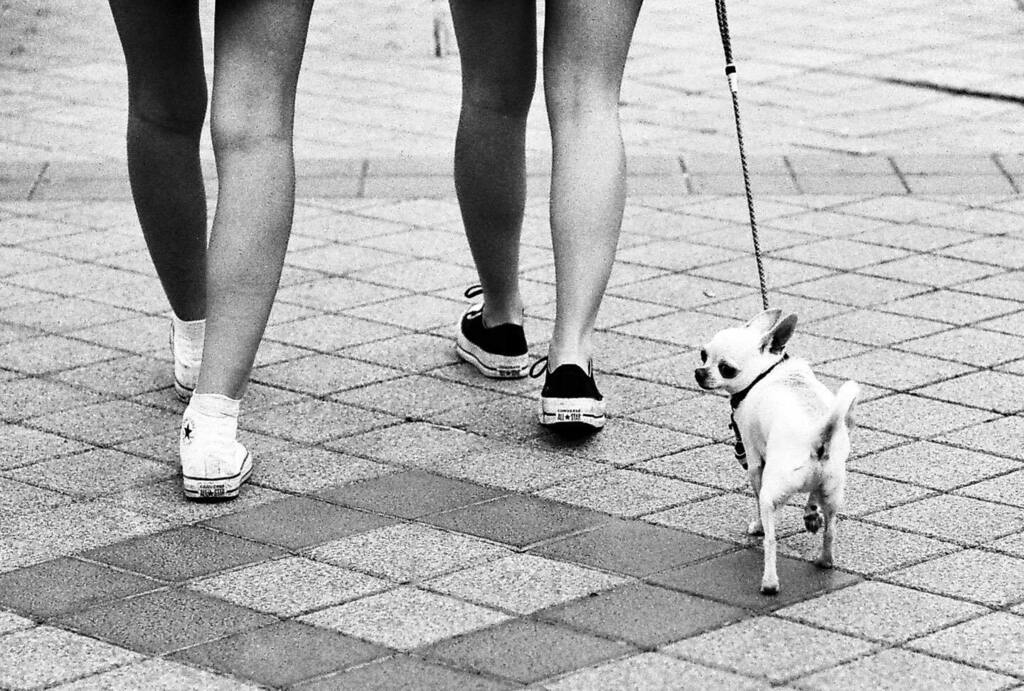 fbsgfoto's tweet photo. Two and a dog #streetphoto #agfaapx #minoltadynax9xi #bw #filmphotography https://t.co/38UmJHFi5h https://t.co/4gnPE0ntad