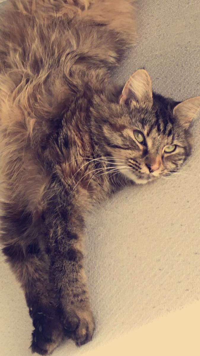 AnnebrindleAnne's tweet photo. My friend’s cat is missing since Tuesday lunchtime from their home in Preston, Lancashire, UK (PR1 6LS). She’s three years old, female, neutered &amp; microchipped. VERY unusual for her to stay out so long. Anyone with any info PLEASE reply or DM. Thanks. #Hedgewatch #CatsIfTwitter https://t.co/AxMEsMlBep