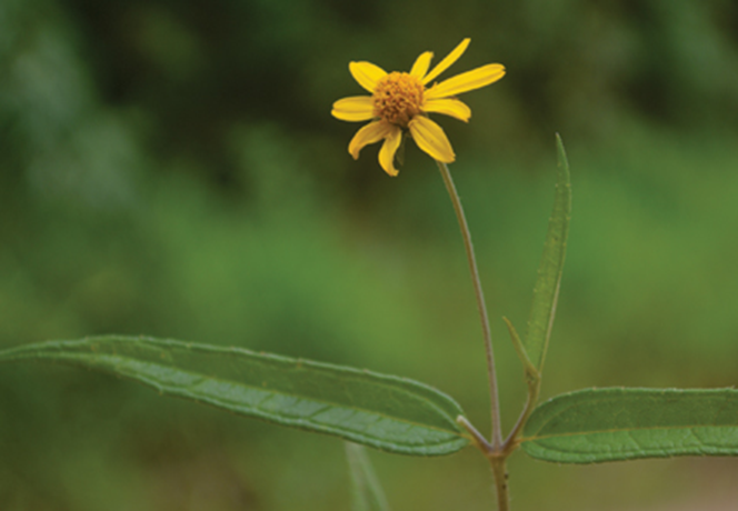 TAsteraceae's tweet photo. #CambiosNomenclaturales en #Wedelia de #Brasil
Disponible en: https://t.co/LReqMXOb5l
#Asteraceae #Brazil #Heliantheae #Nomenclature #Taxonomy https://t.co/8QlbwFP8Om