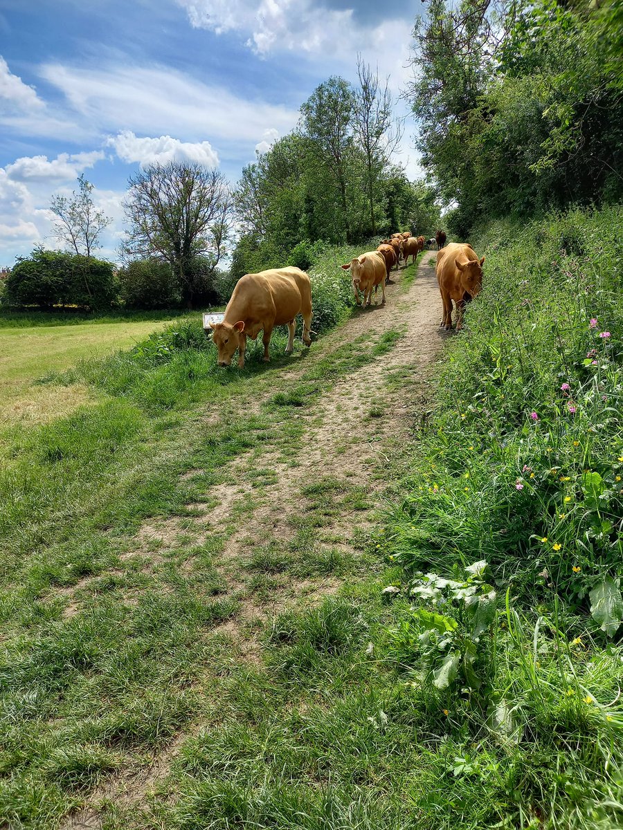 HELLSBELLS_DFYB's tweet photo. went for a walk in #ForgeValley, these cows were coming down the way we were going. Connor said we need to turn round, we didn't, we waited, kept still, they just went on past. 2 babies, at least 1 pregnant cow. Very nice to see close up. @NicolaForwood even you would like them https://t.co/qV2htSGipz