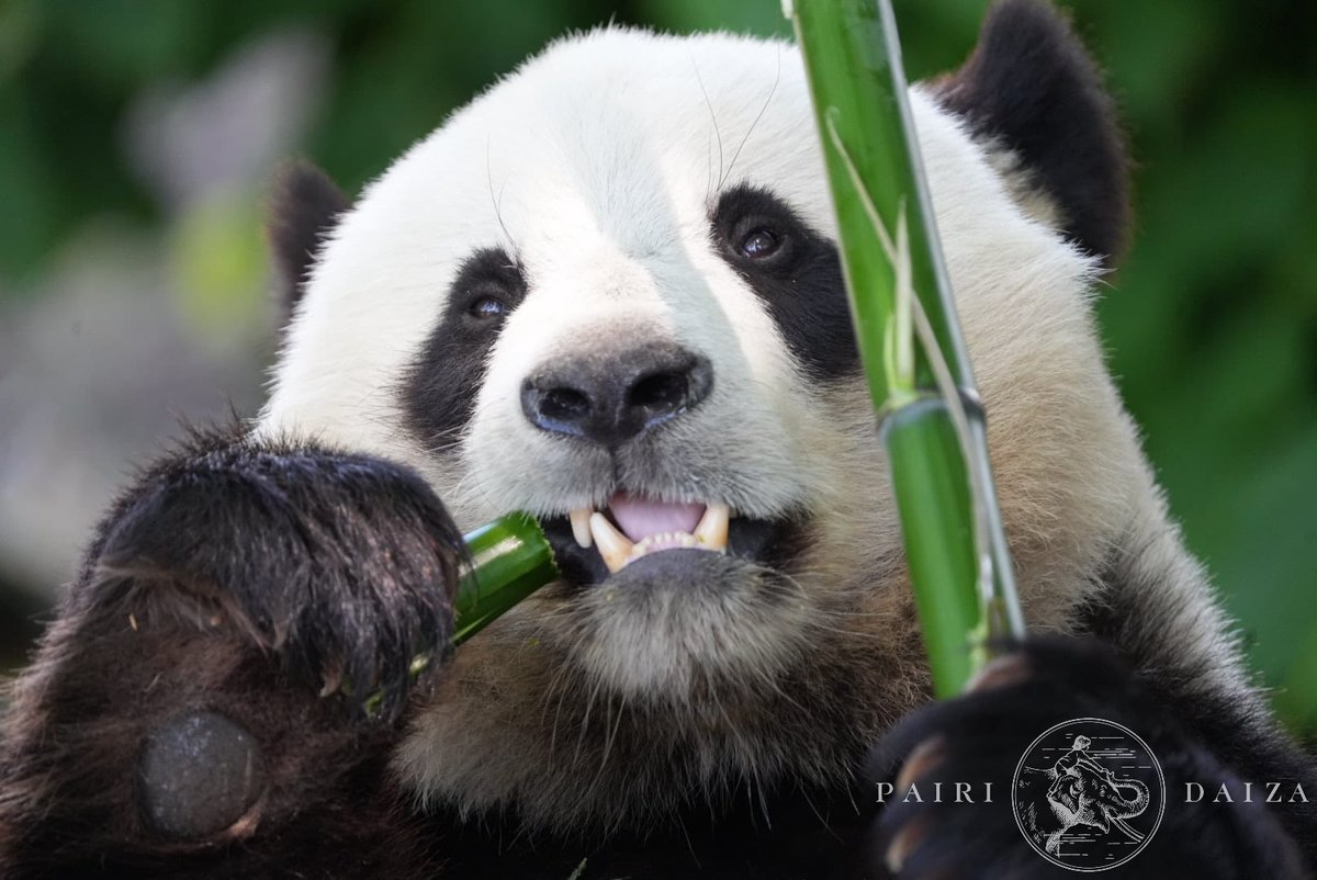 🐼 Happy 6th birthday to Tian Bao, the first giant panda born in Belgium 🇧🇪!

#TianBao weighed just 171 grams on June 2nd 2016, but has reached well over 100kg today. 5 giant panda's are waiting for your visit in #PairiDaiza. pairidaiza.eu