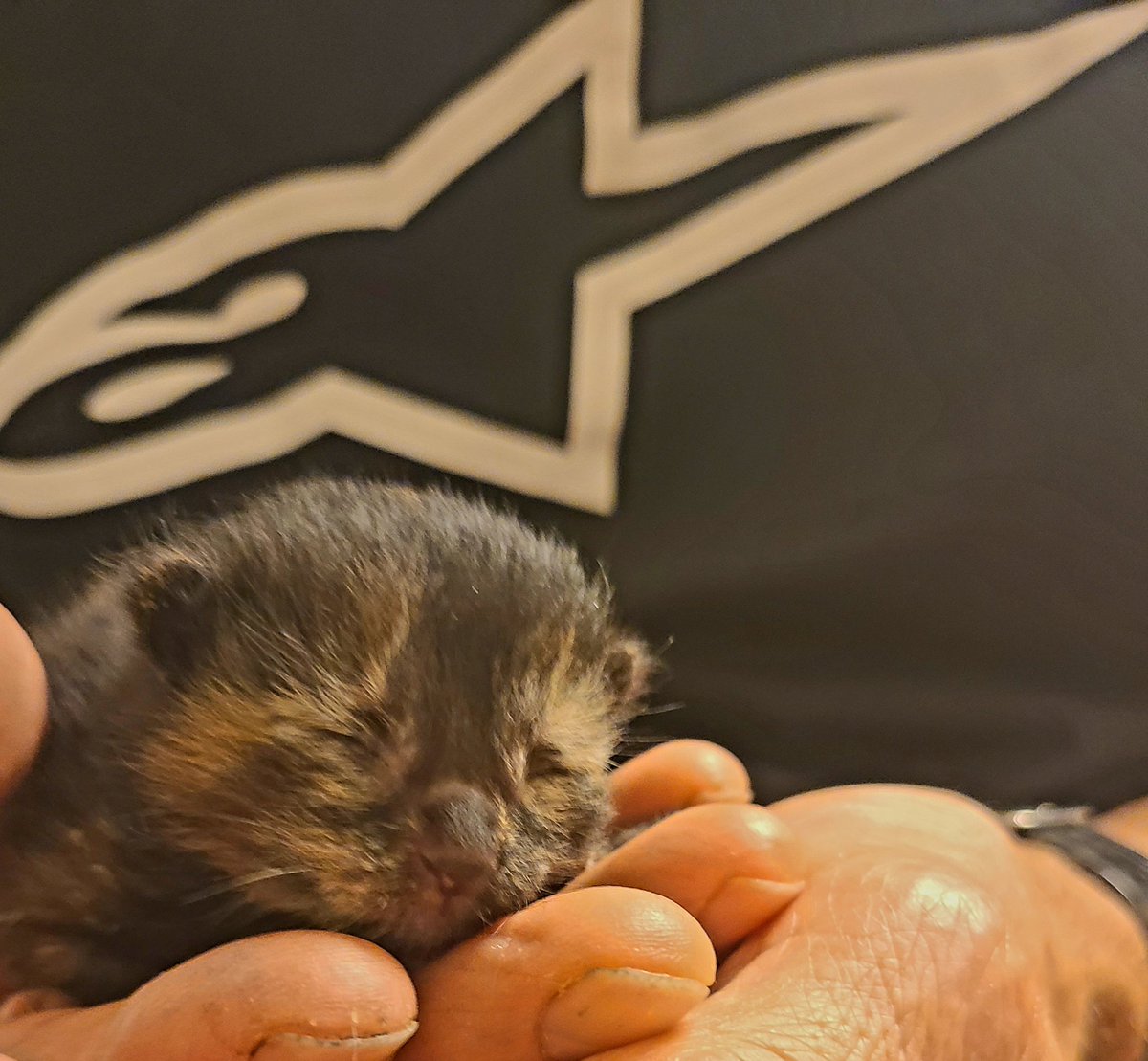 drstrings13's tweet image. So this happened last week, rescue of a mother cat and her newborns. Super rewarding to foster animals, all you need is patience, space and love to give. #Foster #animallove