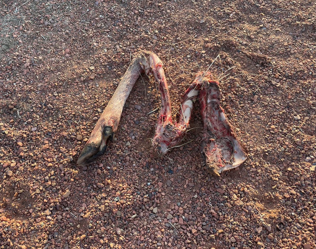 tcdixon3's tweet photo. We accidentally scared a coyote off this deer leg as we rode around a corner this morning in @fish_creek. He was none too pleased and let us know about it from a long distance away.
#Wildlife #UrbanWildlife #YYC #Coyotes #SongDogs #Outdoors https://t.co/JmNXoeqNpF