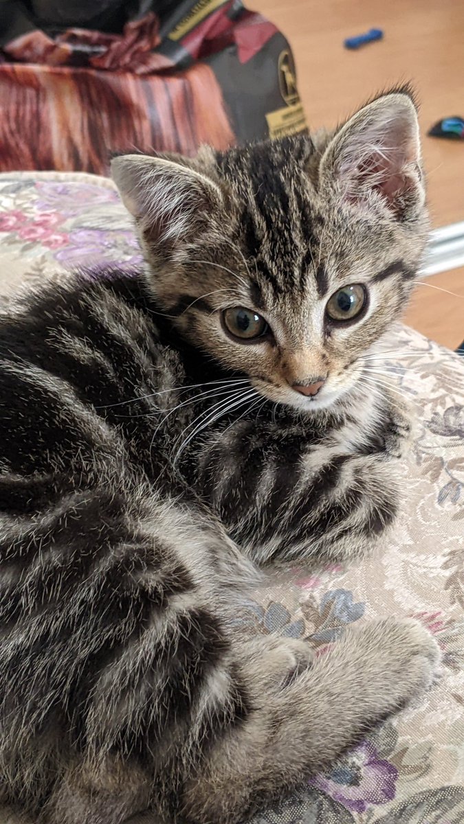 cerberusbarbie's tweet photo. //new kitten btw! her name is hashbrown and she's EVERYTHING https://t.co/wZxzg17Mlr