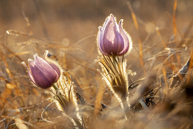 June 2022: Spring flowers, Jim River clams and hiking Crazy Horse. - mailchi.mp/southdakotamag…