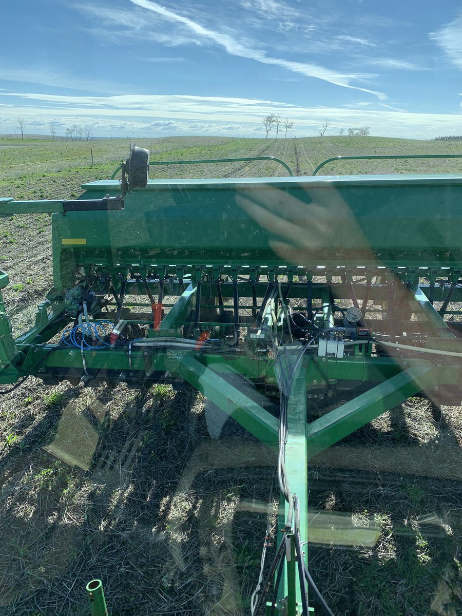 gbtangus's tweet photo. Plunkn corn. #cowchow #openpollinated #corntrials https://t.co/IboJrnX1k6