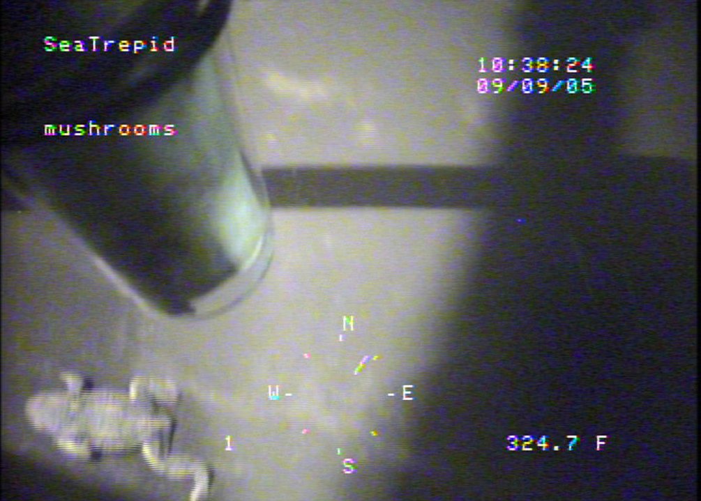 TylerGreenfieId's tweet image. A living toad 325 feet deep at the bottom of Loch Ness.