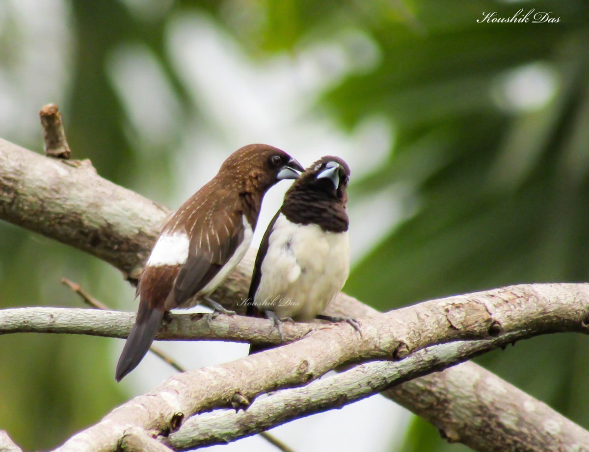 koushikdas47's tweet photo. A birb looks so #GoofyBirds even if when kissed by soulmate #IndiAves #birdwatching #ThePhotoHour #BBCWildlifePOTD #BirdTwitter
White rumped munia (lonchura striata), Ashoknagar, WB, #India https://t.co/IjSRGXCu6H
