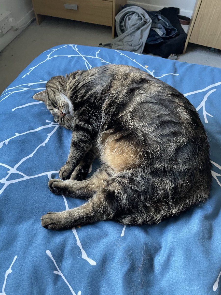 Megdecat's tweet photo. #PlattyJoobs nap https://t.co/i305tlnj89