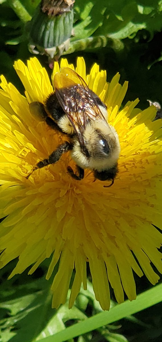 EMC_Maine's tweet photo. .@zucchinibeemama are there quick tips on bumble ID? iNaturalist keeps suggesting two spot, but IDK (can't see) a difference b/w 2 spot and common eastern. ???
#Entomology #EntoTwitter #BeeID #NativeBees https://t.co/VjOlk2Z1nY