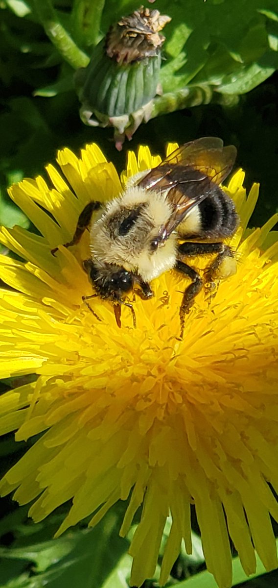 EMC_Maine's tweet photo. .@zucchinibeemama are there quick tips on bumble ID? iNaturalist keeps suggesting two spot, but IDK (can't see) a difference b/w 2 spot and common eastern. ???
#Entomology #EntoTwitter #BeeID #NativeBees https://t.co/VjOlk2Z1nY