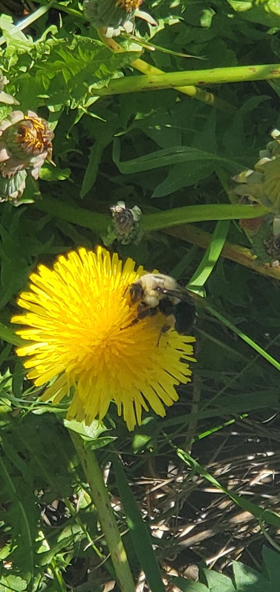 EMC_Maine's tweet photo. .@zucchinibeemama are there quick tips on bumble ID? iNaturalist keeps suggesting two spot, but IDK (can't see) a difference b/w 2 spot and common eastern. ???
#Entomology #EntoTwitter #BeeID #NativeBees https://t.co/VjOlk2Z1nY
