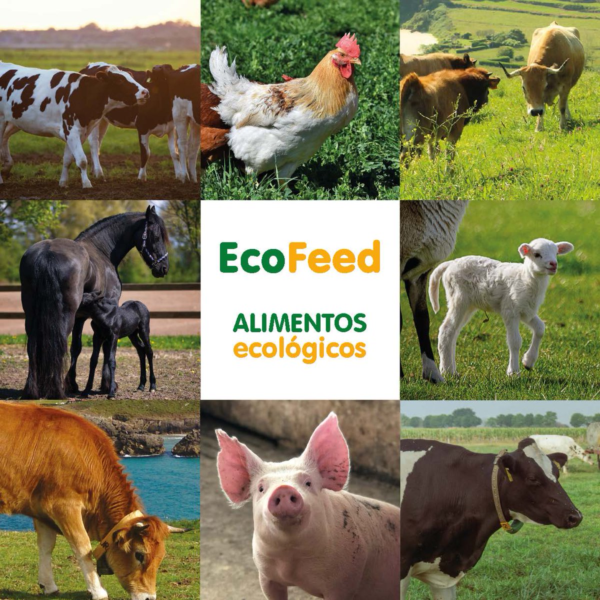 EcoFeed - Piensos ecológicos fabricados con materias primas de la agricultura ecológica y certificados por el COPAE es una marca propiedad de la cooperativa CAMPOASTUR, destinada a la comercialización de alimentos ecológicos para animales