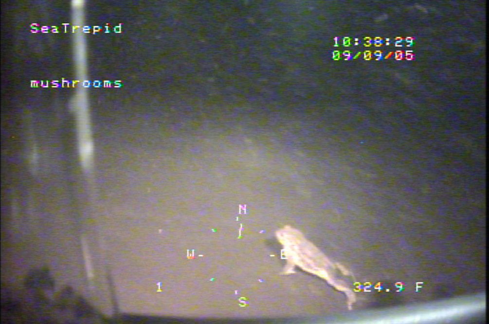 TylerGreenfieId's tweet image. A living toad 325 feet deep at the bottom of Loch Ness.