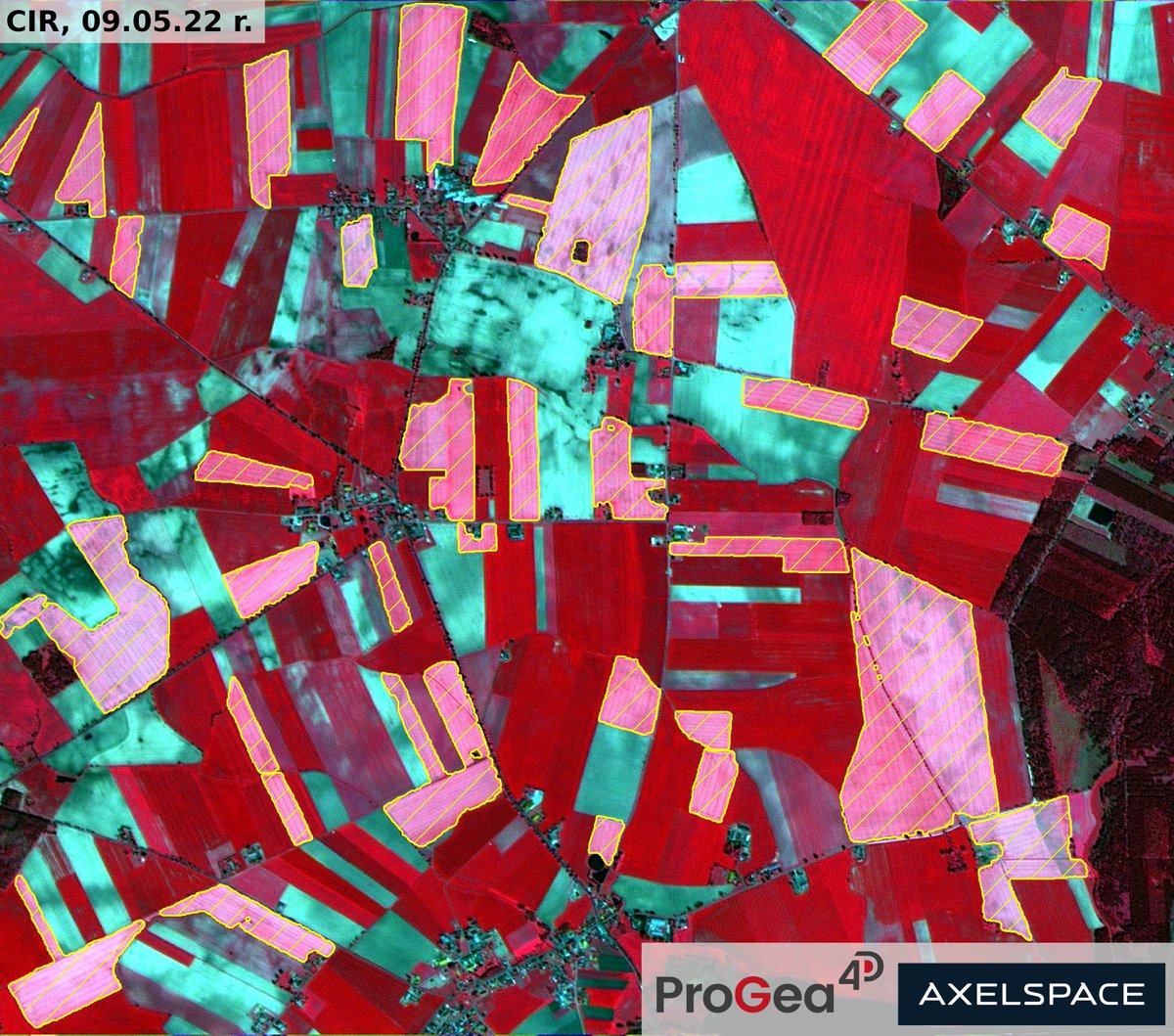ProGea4D's tweet photo. Od kwietnia tego roku w naszej ofercie znajdują się zobrazowania firmy Axelspace. 
Poniżej znajdują się przykładowe zobrazowania z Pojezierza Gnieźnieńskiego z  09.05.2022 r. Na zdjęciach pola rzepaku jeszcze w pełnej fazie rozkwitu, a które aktualnie zdążyły przekwitnąć. https://t.co/Sbz9iu2q2o