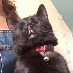 Please share - Missing Black  Cat - Swinton

Possibly wearing a red tartan collar, friendly, microchipped.
Last seen yesterday  Duns Road, Swinton. Please check sheds, greenhouses etc. 
Information appreciated by worried owners please PM the page or ring 01289 306299.  Thank you