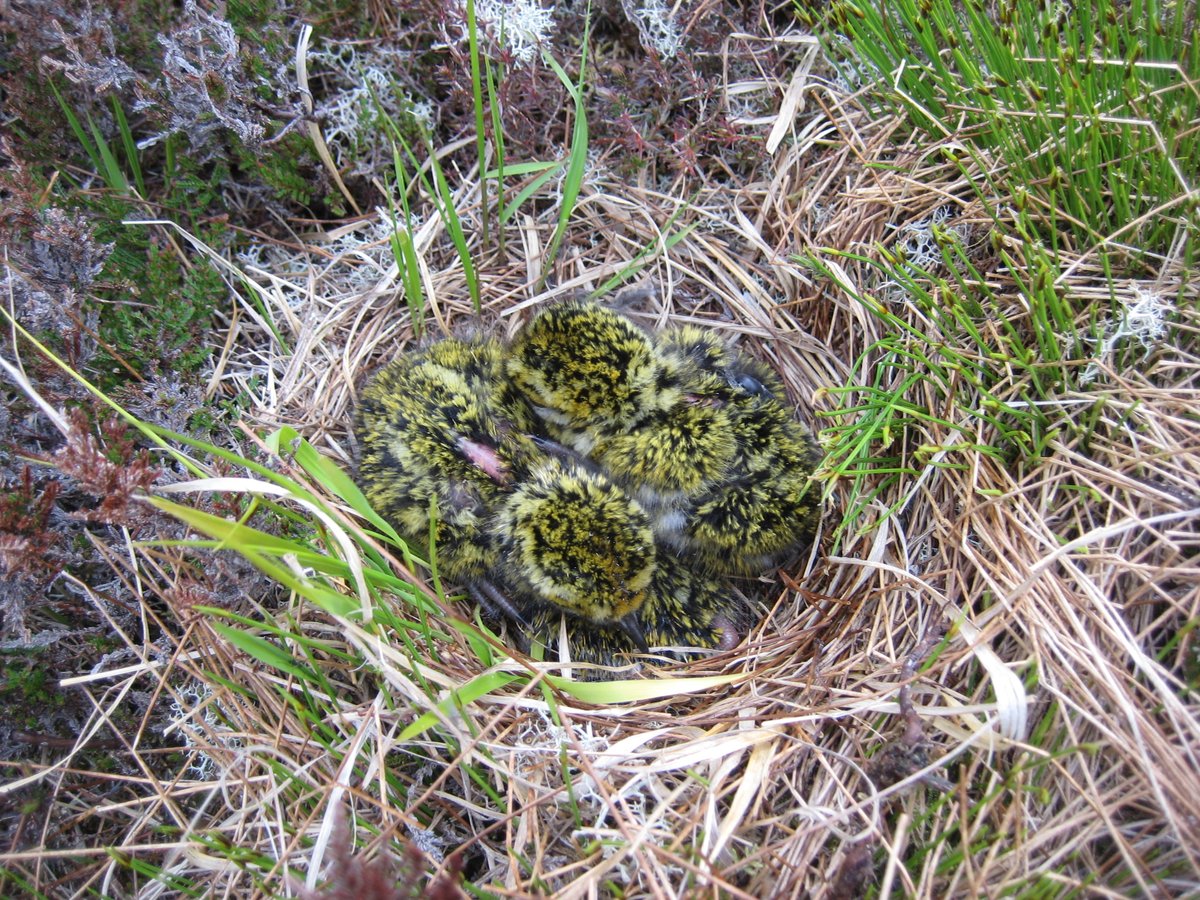 I see it's #WorldPeatlandsDay any excuse to post this picture of a nest full of Golden Plover chicks! In the UK they breed on upland heaths and bogs. I was monitoring their nests during fieldwork in N.Scotland a few years ago. #Ornithology #Shorebirds