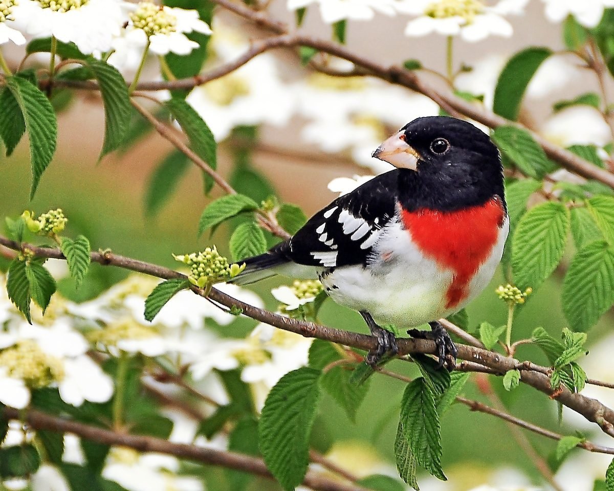 Beautiful snap! #birdwatching #nature