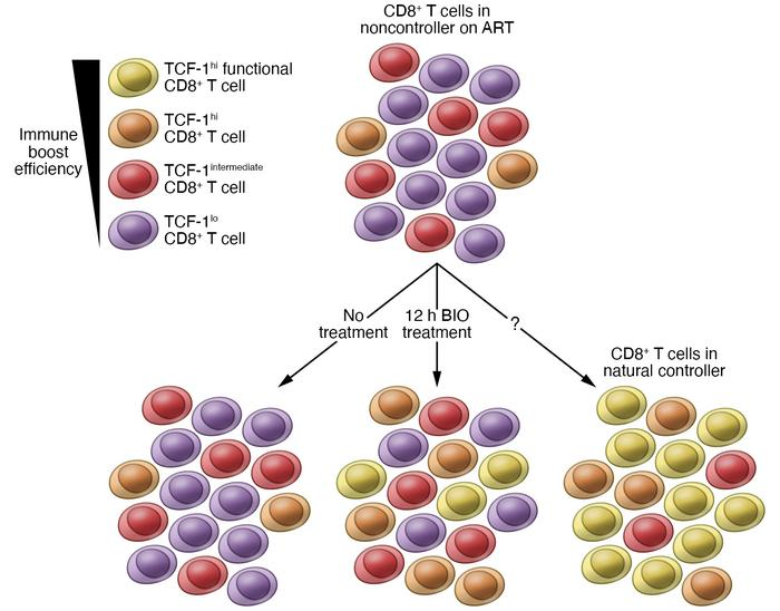 We are honored our publication is accompanied by a nice commentary by Drs Hiroshi Takata and Lydie Trautmann 
jci.org/articles/view/…