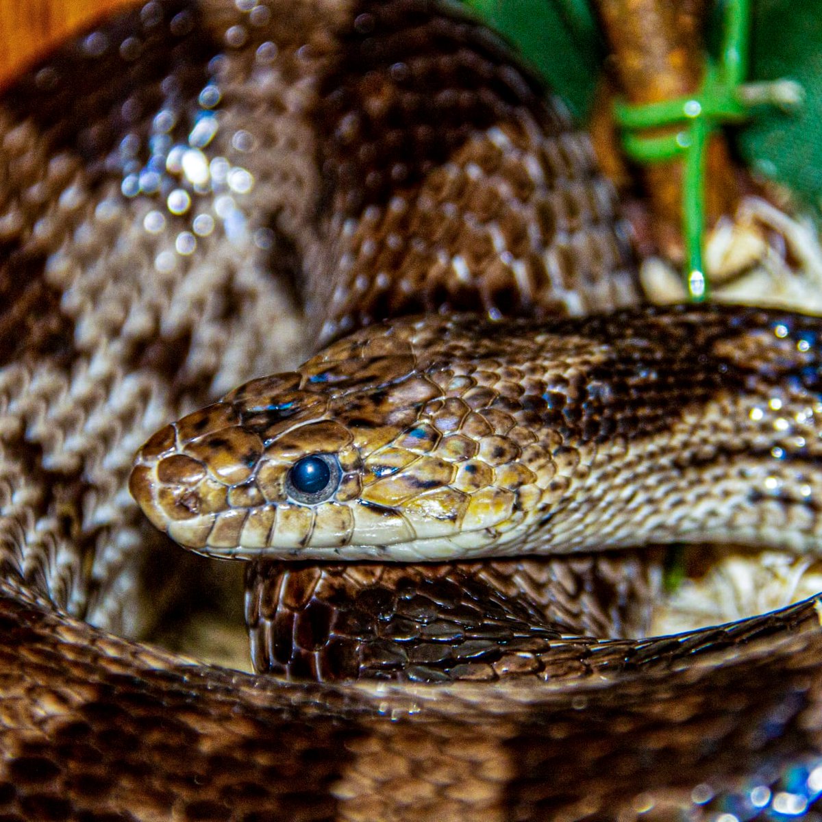 Sorry I've been so quiet recently but look at this absolutely majestic boy I adopted. (h/t to @Ivy_o_Ivy for photoshop work!)

I've not named him yet. He just gets called 'the noodle' until I think of a suitable name. He's a 2.5 year old Anerythristic Corn Snake and I love him.