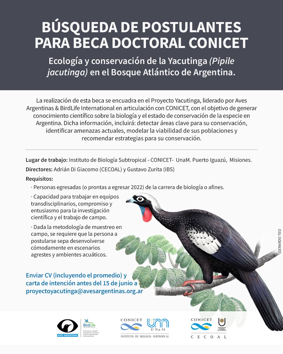 ComunicarONGs's tweet photo. #OfertaLaboral Desde @AvesArgentinas junto al IBS y CECOAL #CONICET están buscando postulantes para #BecaDoctoral @CONICETDialoga, para trabajar en la selva misionera con una especie increíble y amenazada. https://t.co/qlZqjUYJAb